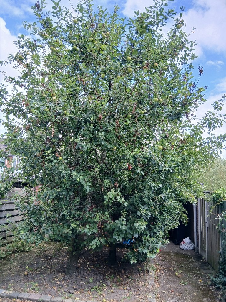 Gratis appelboom 2stuks, Tuin en Terras, Planten | Bomen, Overige soorten, Lente, 100 tot 250 cm, Ophalen