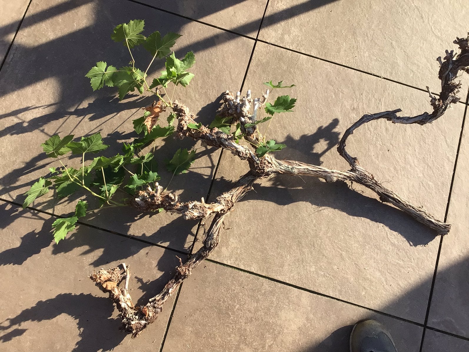 Snoeihout van witte druif, ter decoratie of om te stekken, Tuin en Terras, Ophalen, Minder dan 100 cm, Overige soorten