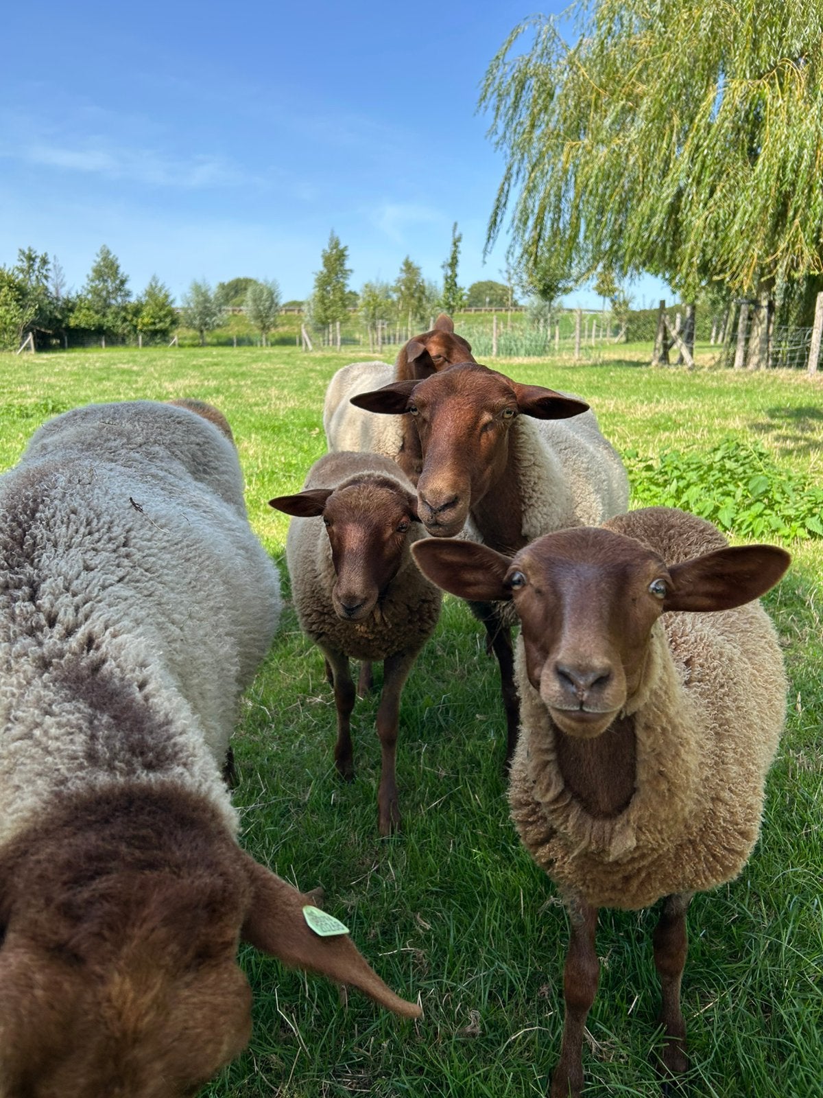 Gezocht weide lammeren, Meerdere dieren, Schaap