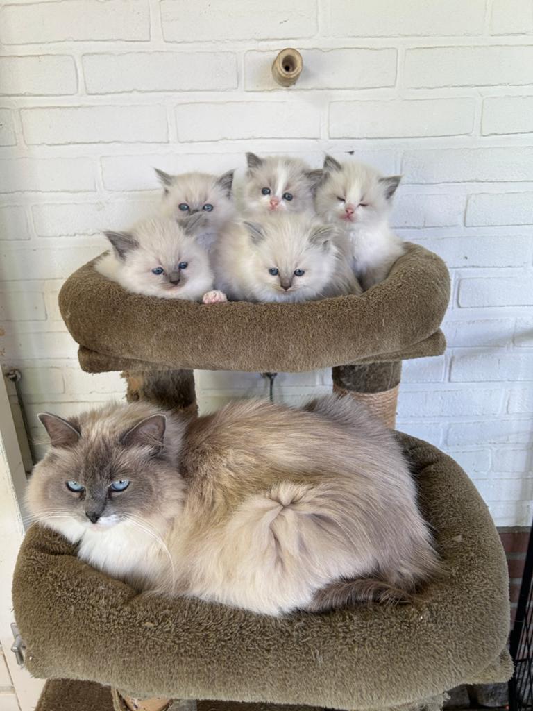 Zeer knappe ragdoll kittens, Meerdere dieren, Met stamboom