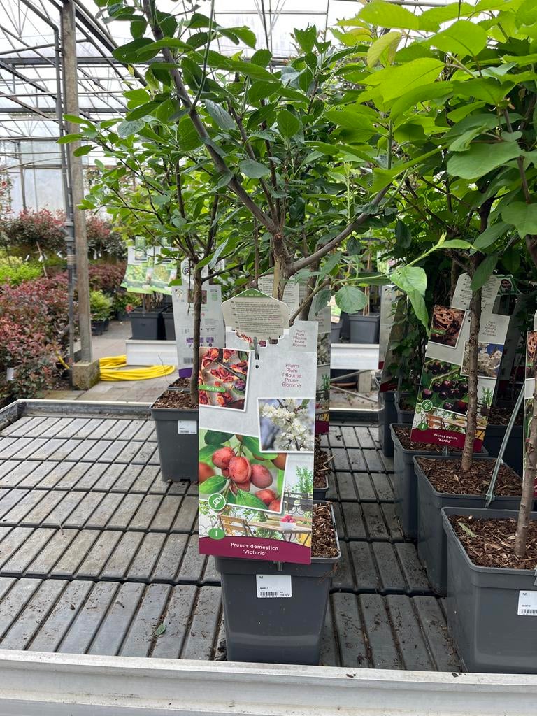 Pruimenboom 'Victoria' - Zoet en Sappig €19,95, Tuin en Terras, Lente, Volle zon, In pot, Ophalen of Verzenden
