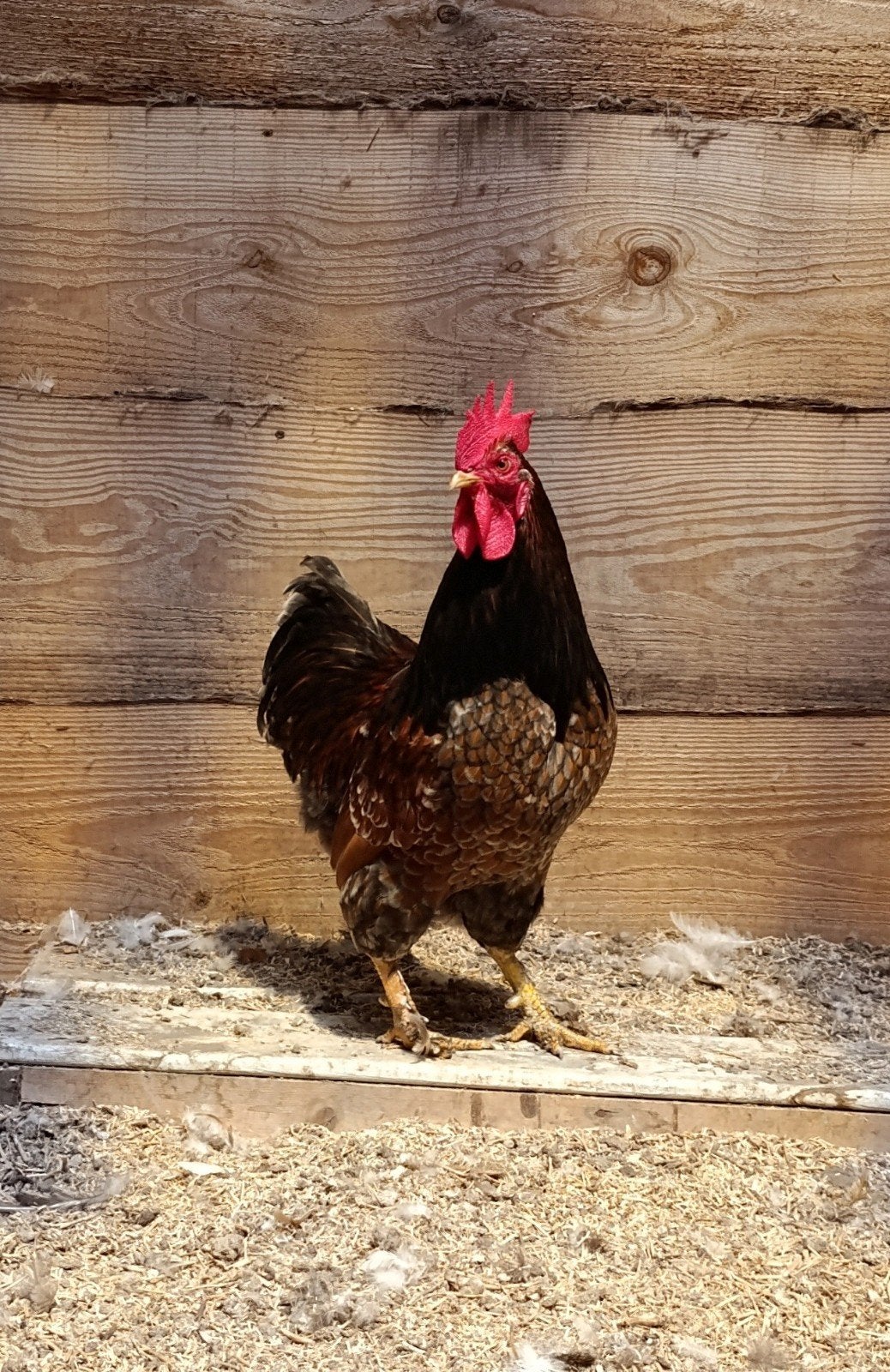 3 knappe hanen, Dieren en Toebehoren, Pluimvee, Mannelijk, Kip