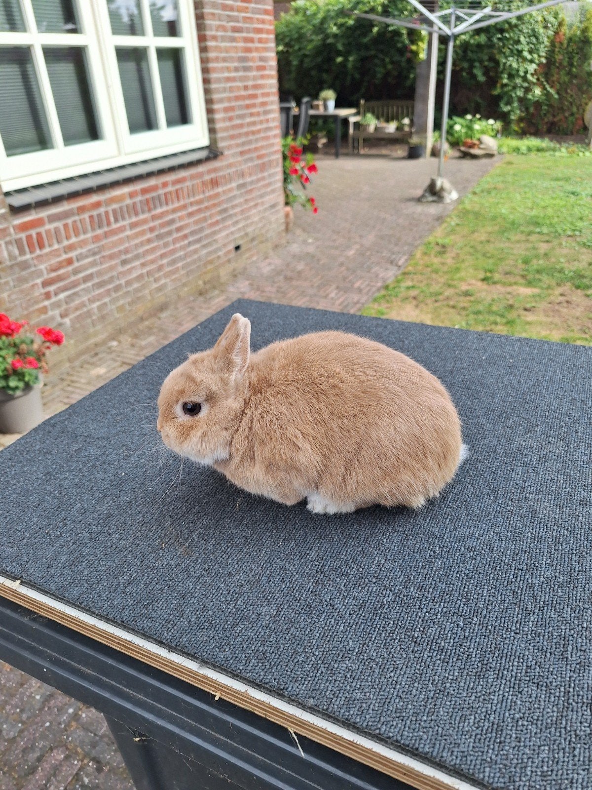 kleurdwergen, Dieren en Toebehoren, Konijnen, Dwerg, Mannelijk