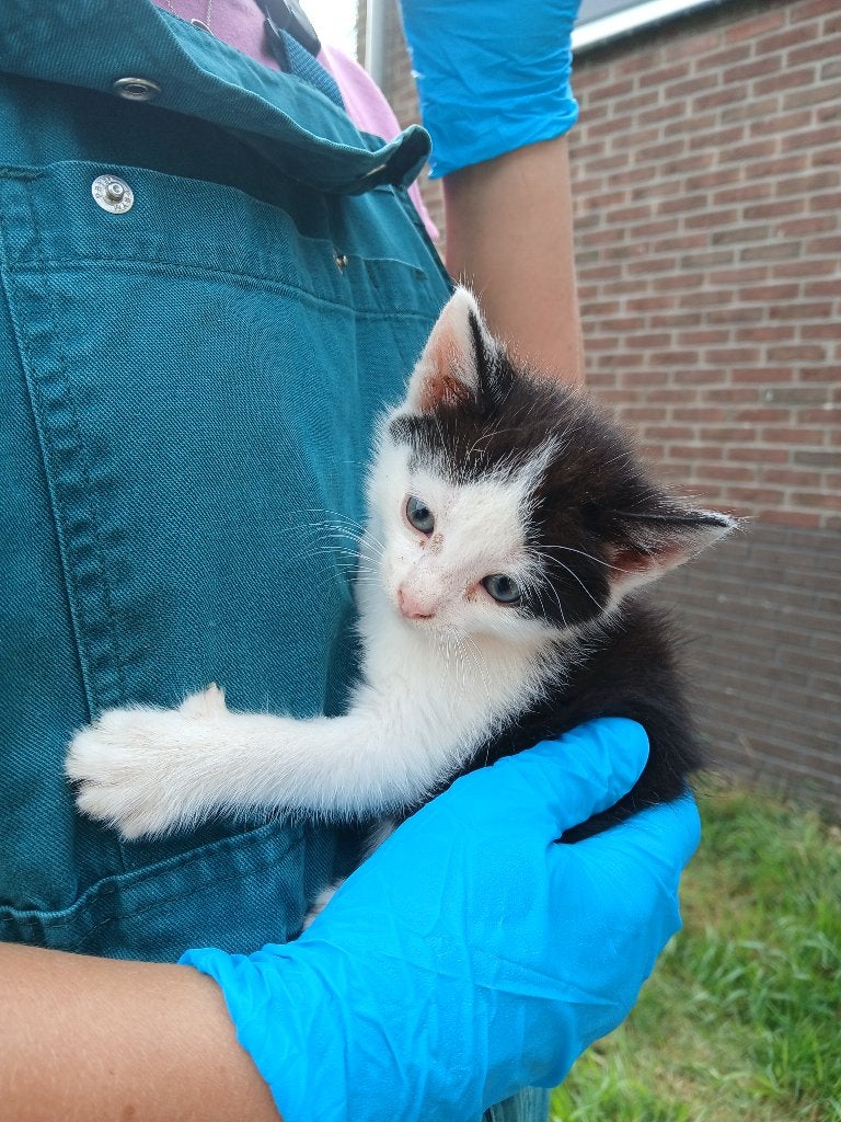 Katten, Dieren en Toebehoren, Meerdere dieren, Gechipt, 0 tot 2 jaar