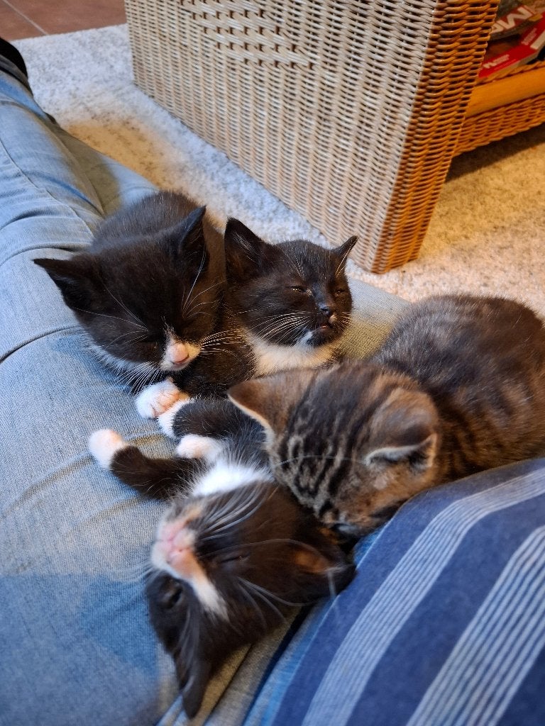 Gezellige boerderij kittens, Dieren en Toebehoren, Katten en Kittens | Overige Katten, Meerdere dieren, Kortharig, 0 tot 2 jaar