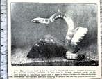 Artis 1924; zeeslang aan het aquarium geschonken, Verzenden, Voor 1940, Gebruikt, Dier