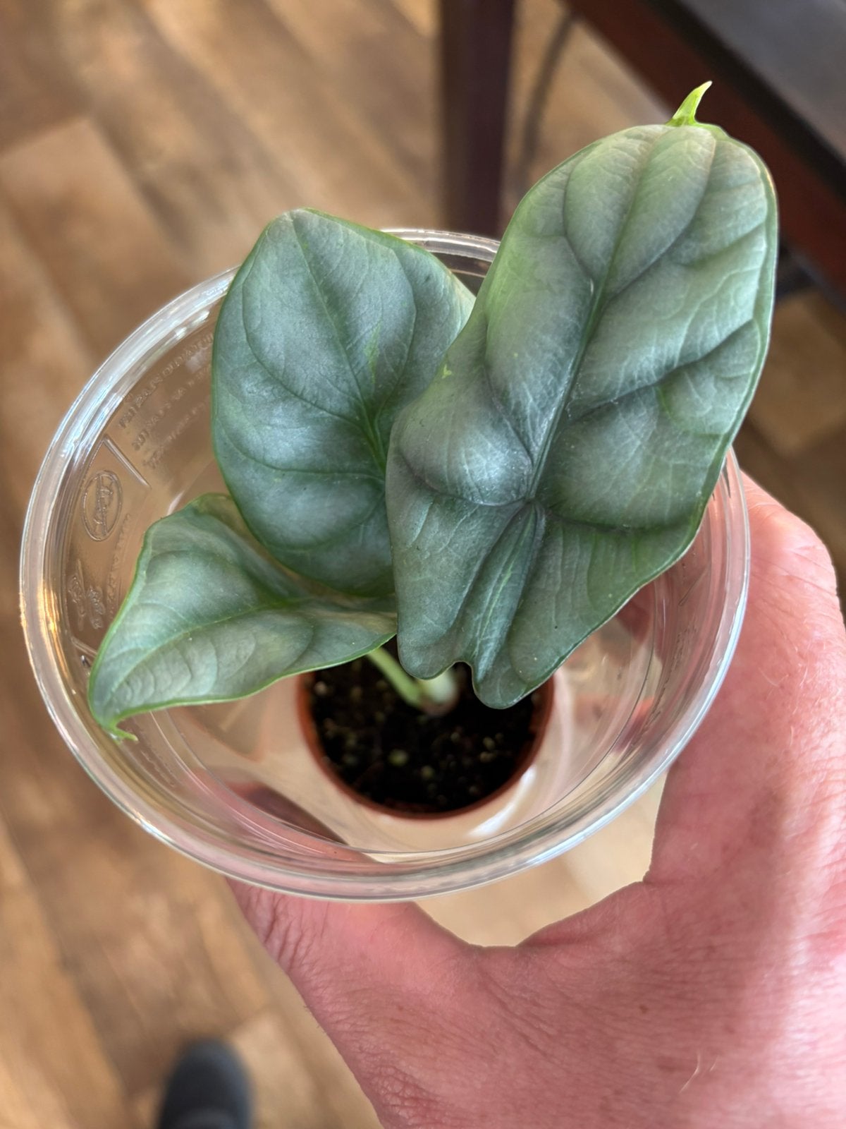 Alocasia Silver dragon, Huis en Inrichting, Kamerplanten, Ophalen of Verzenden, Halfschaduw, Minder dan 100 cm