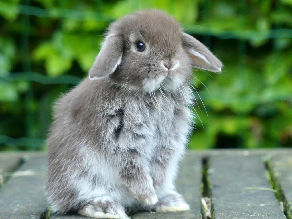 Mooie en tamme Nederlandse hangoordwerg konijntjes (nhd)!, Dieren en Toebehoren, Meerdere dieren, Dwerg, Hangoor, 0 tot 2 jaar