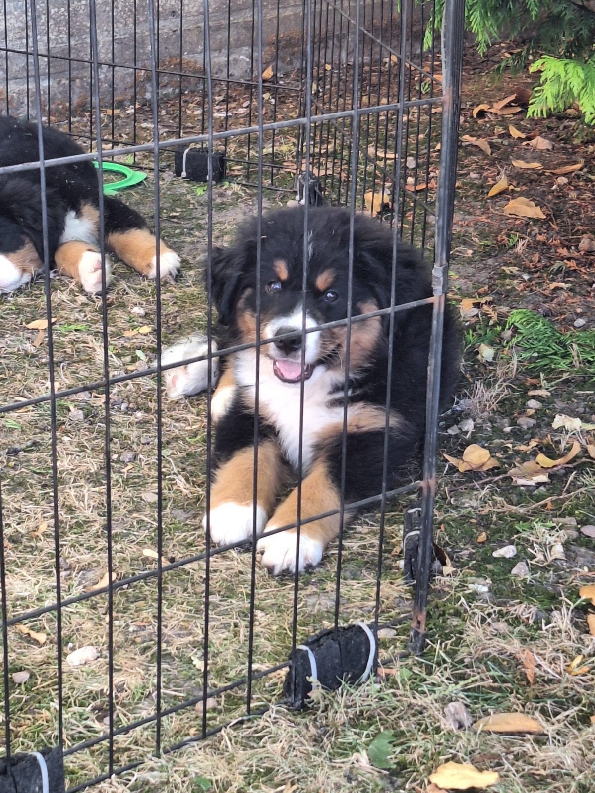 De liefste gezinshond! Nog 1 berner sennen reu, 8 tot 15 weken, Eén hond, Nederland, Particulier