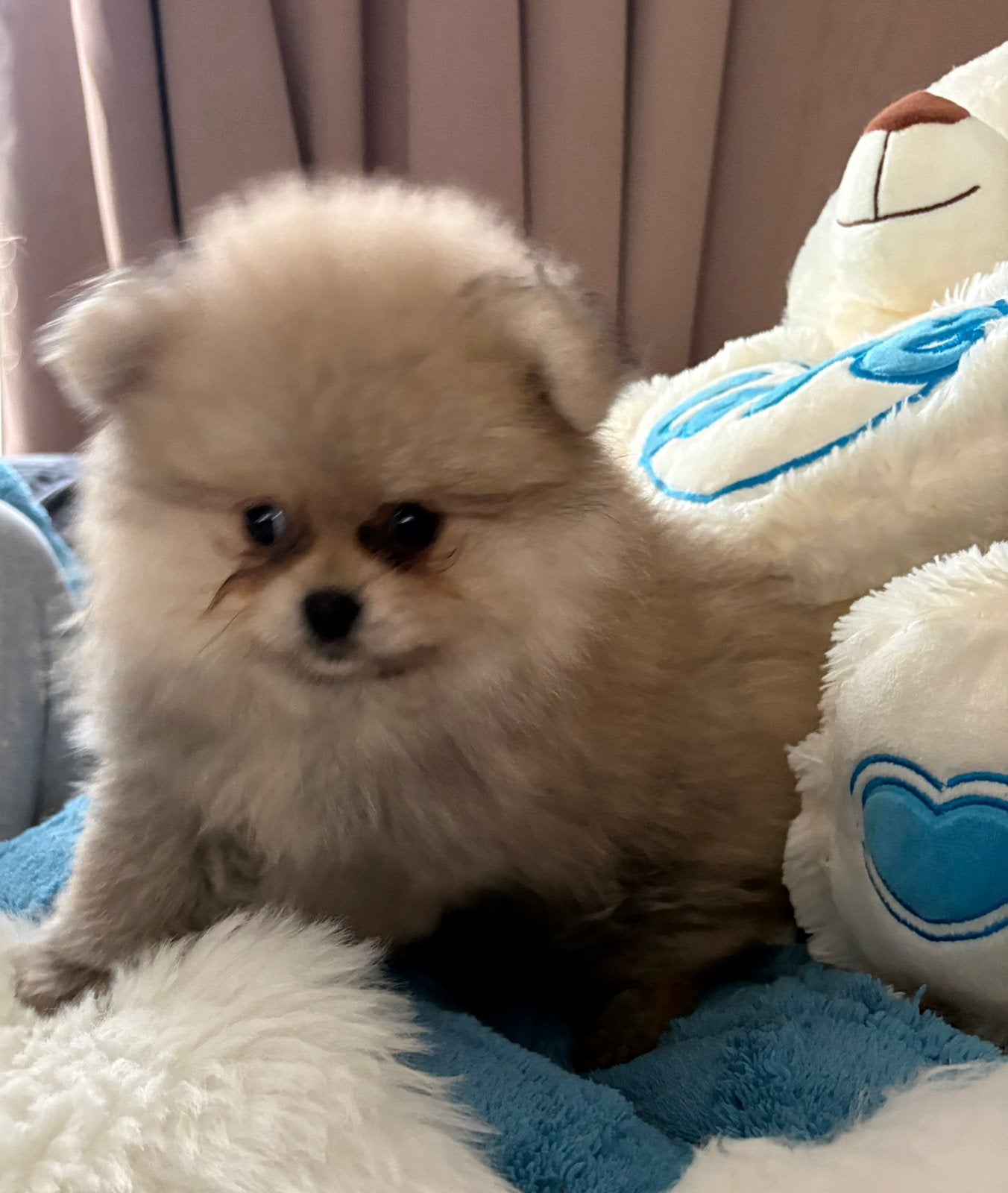 Mooie lieve ondeugende pomeranianpups teefjes, Keeshond, CDV (hondenziekte), 8 tot 15 weken, Teef