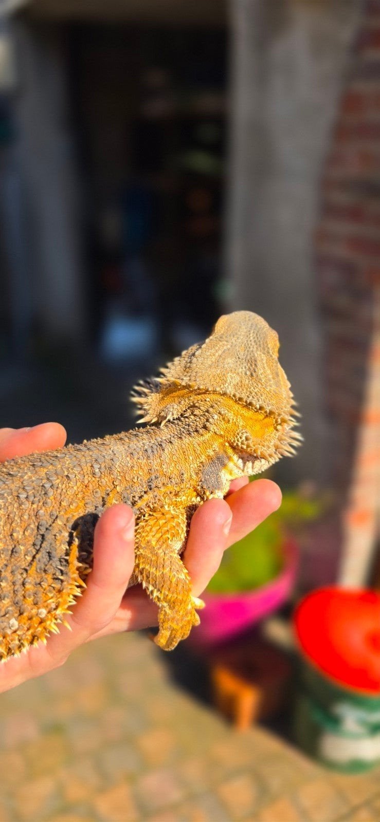 baardagaam wildkleur vrouw Bearded Dragon photo 2