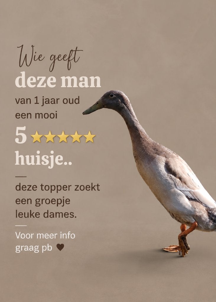 Loopeend woerd, Mannelijk, Eend