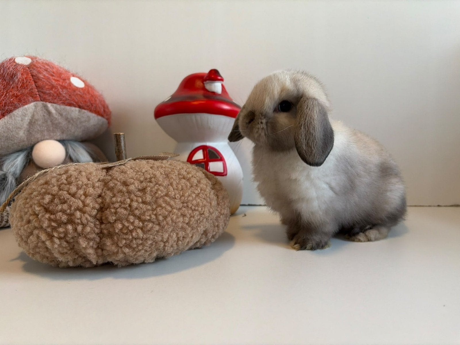 Minilop hangoor dwerg konijntje rammetje 🩵🐰🏡, Mannelijk, Dwerg, Hangoor, 0 tot 2 jaar