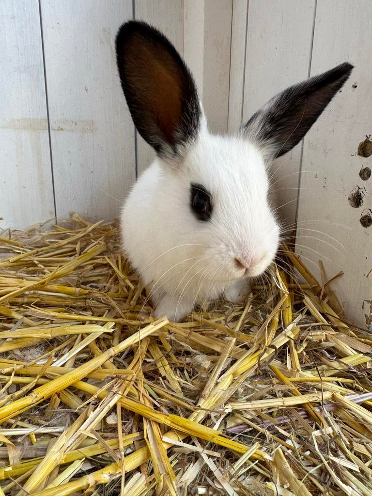 Lieve lotharinger ram te koop, Mannelijk, Groot