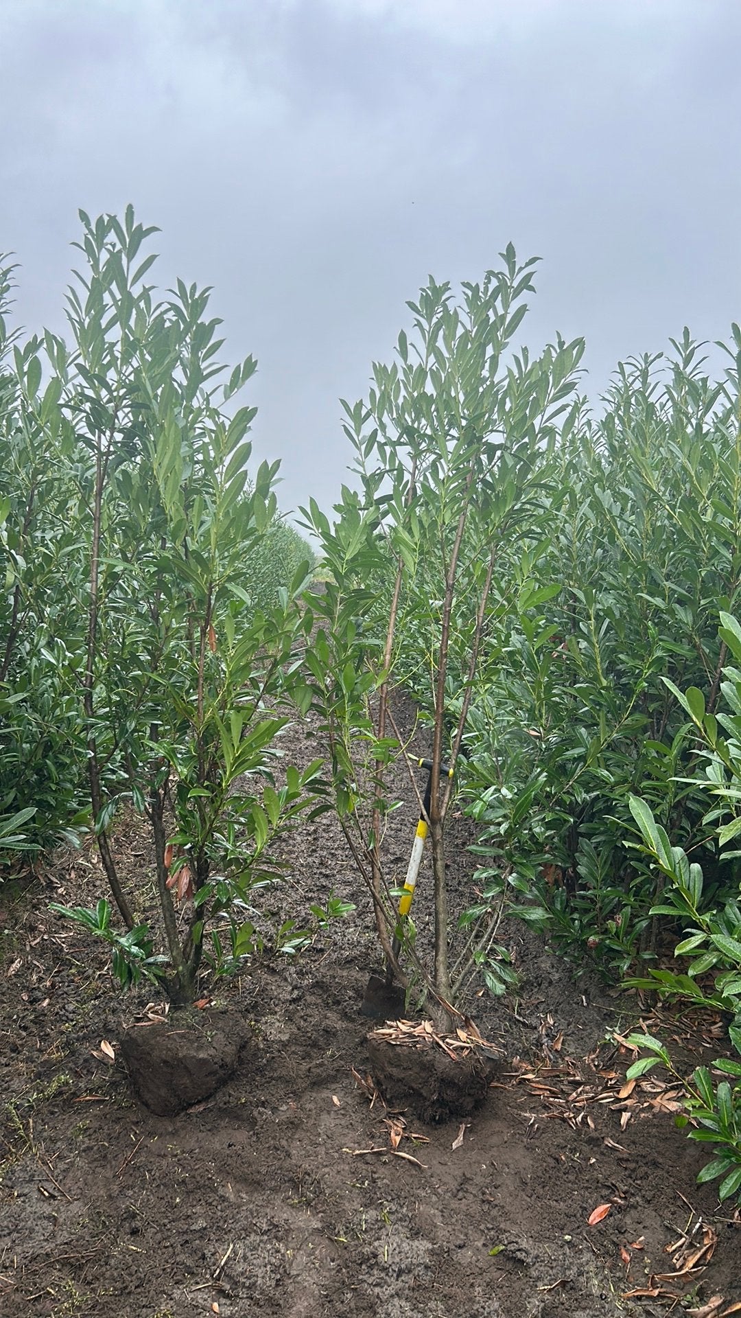 Restpartij grote laurier, Tuin en Terras, Planten | Bomen, Ophalen of Verzenden, Halfschaduw, Overige soorten, 100 tot 250 cm