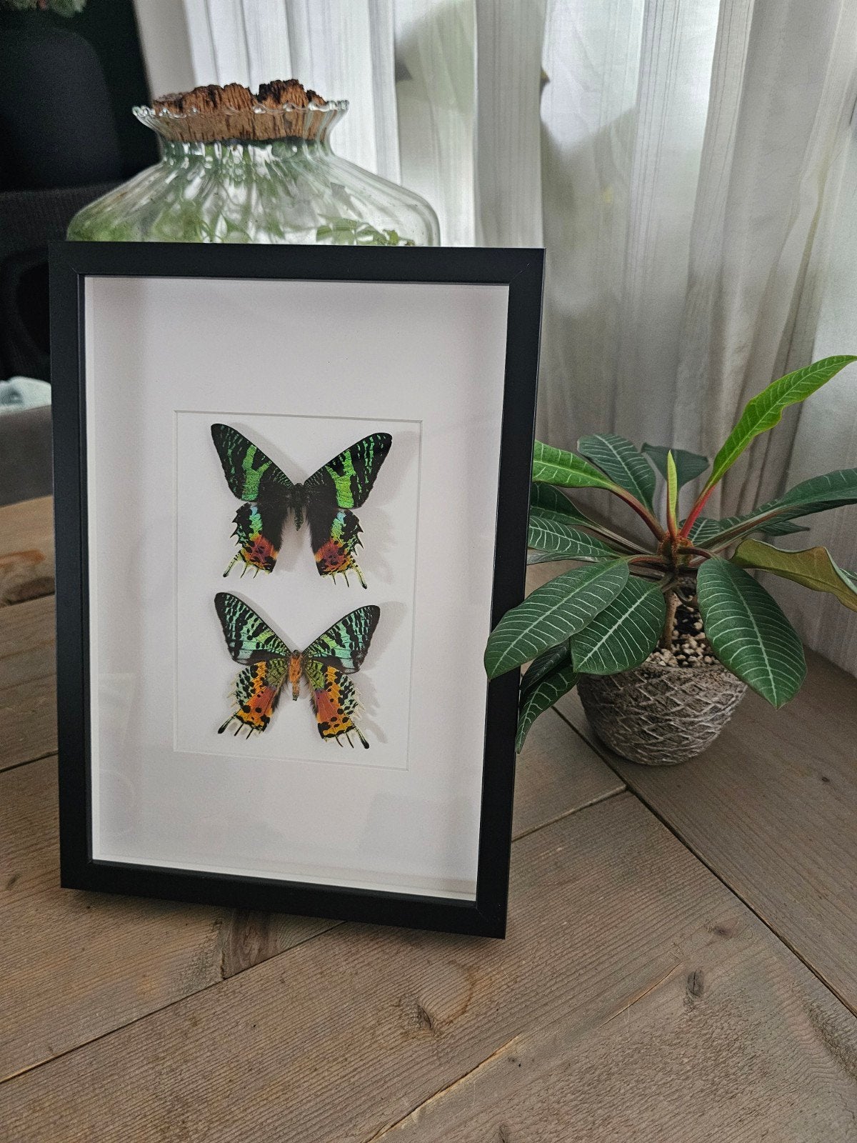 ikea lijst met opgezette vlinders taxidermie urania ripheus, Ophalen of Verzenden