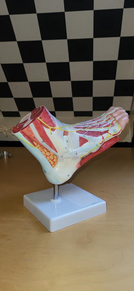 Anatomische modelvoet, Ophalen of Verzenden, Zo goed als nieuw