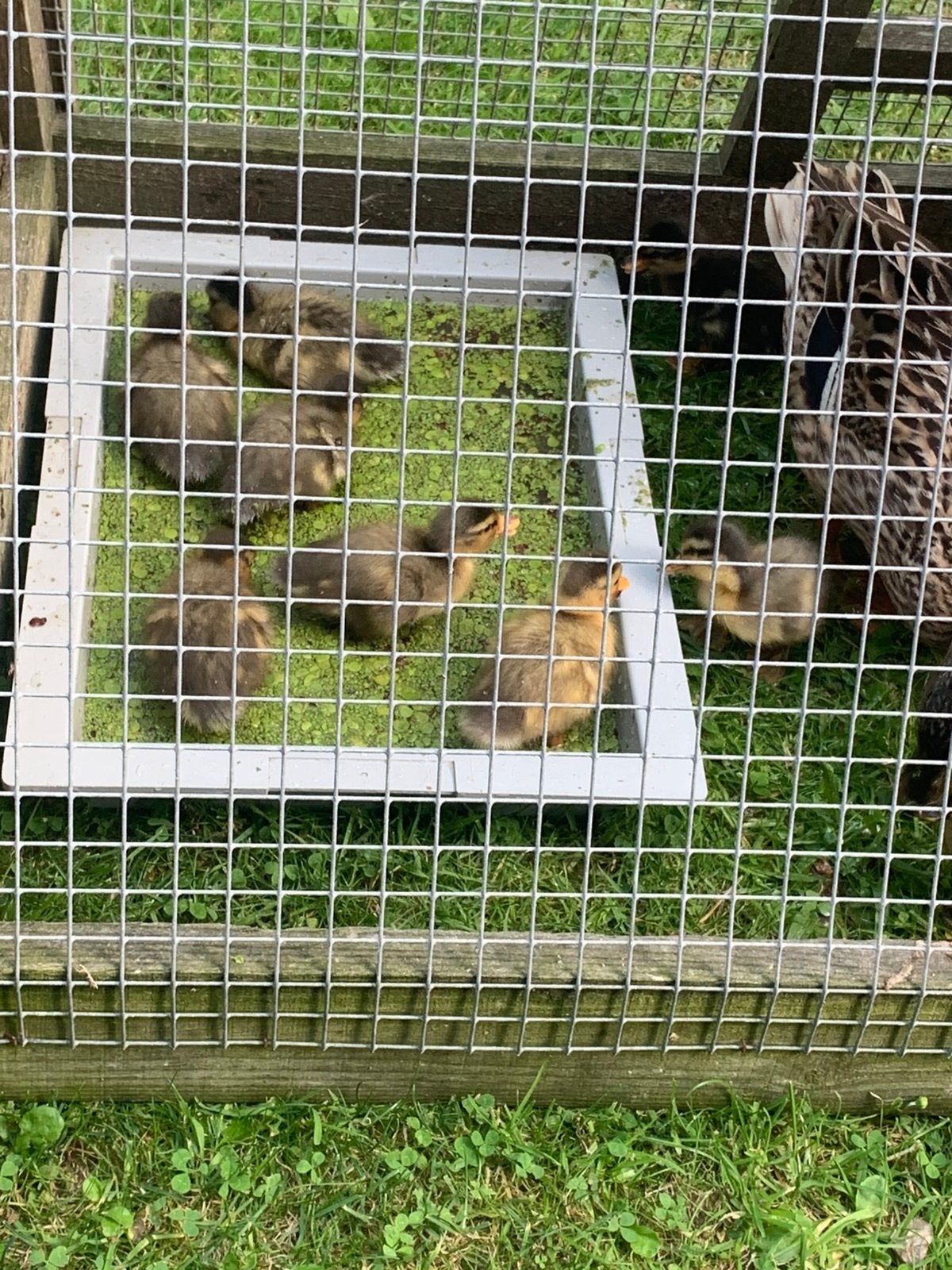 Jonge Kwaker eendjes., Dieren en Toebehoren, Kooi, Minder dan 75 cm, Zo goed als nieuw, Ophalen