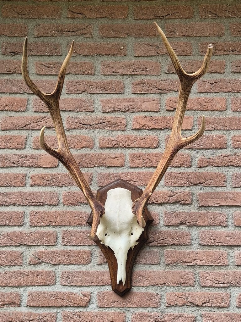 Edelhert Gewei Hoge Veluwe, Compact & Sfeervol jacht mancave, Verzamelen, Ophalen, Zo goed als nieuw, Hert, Gewei of Kop