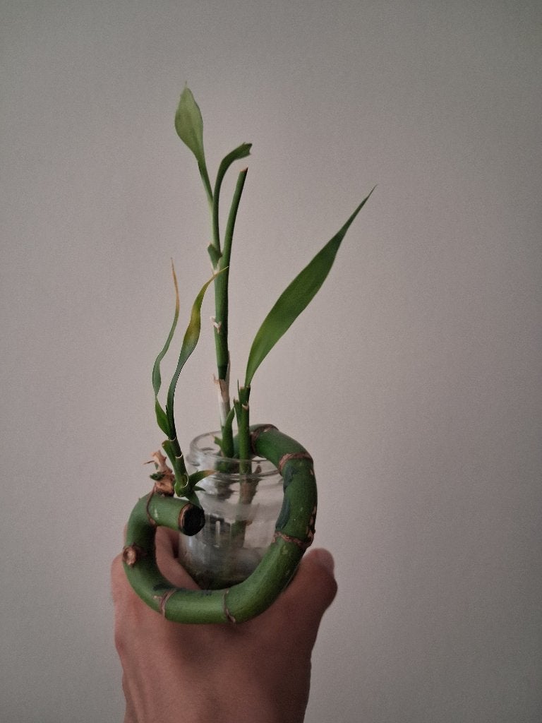 Lucky Bamboo - Dracaena sanderiana, Ophalen, Halfschaduw, Minder dan 100 cm