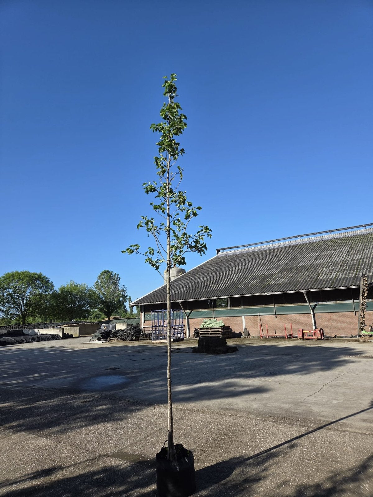 Pyrus Chanticleer / sierpeer in pot, Overige soorten, Lente, 250 tot 400 cm, Ophalen