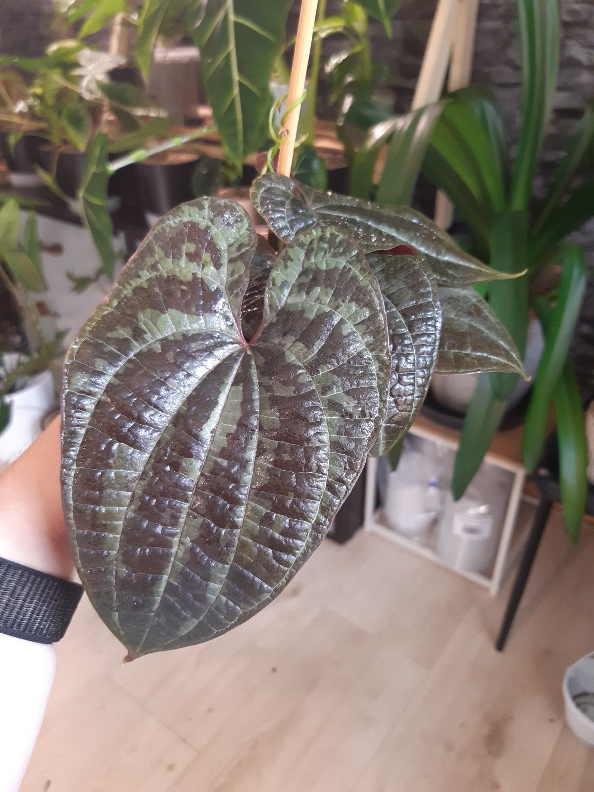 dioscorea discolor gewortelde stek, Ophalen of Verzenden, Halfschaduw, Minder dan 100 cm