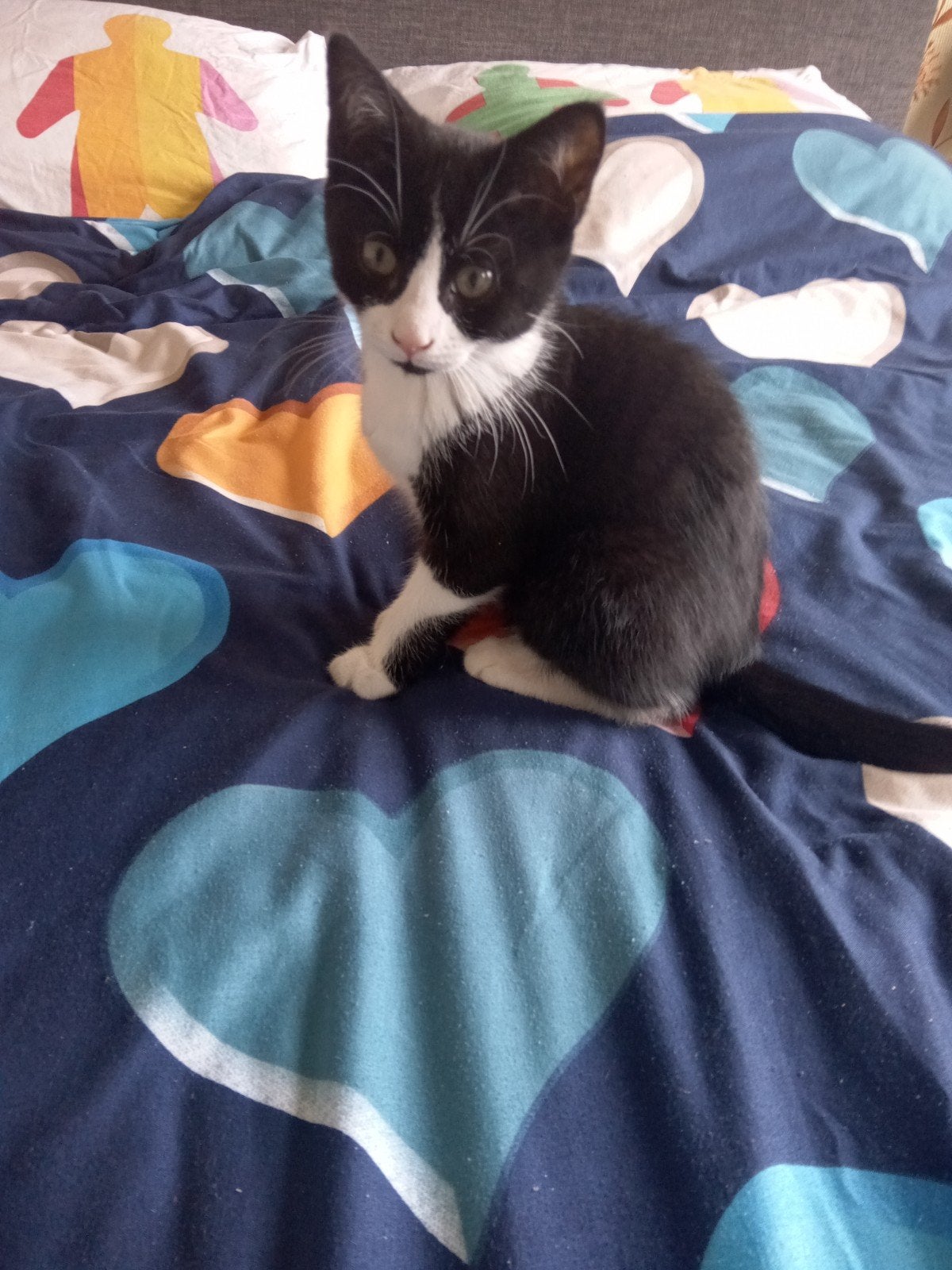 Liefe kitten zoekt met spoed een thuis, Poes