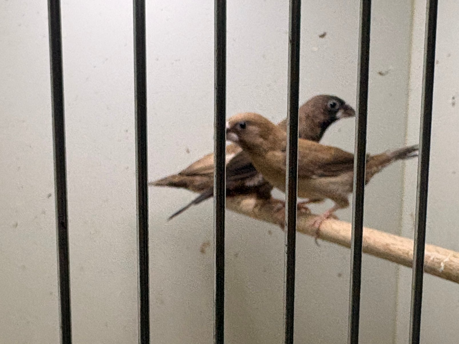 Japanse meeuwen, Dieren en Toebehoren, Geslacht onbekend