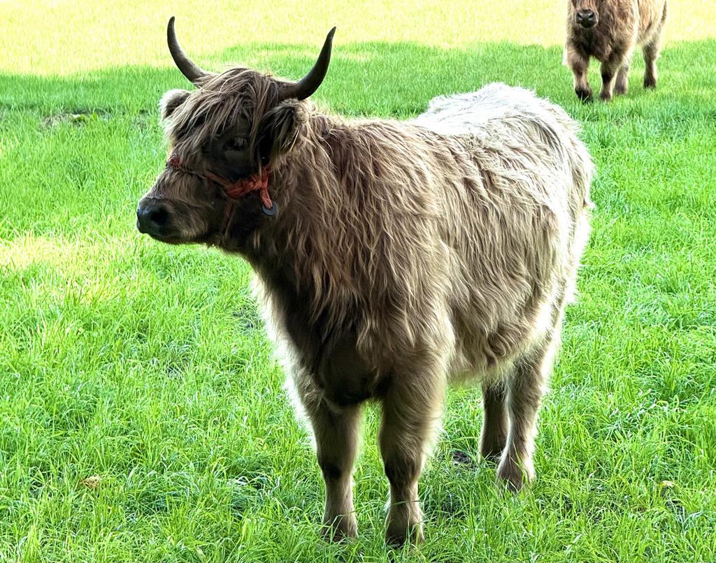 Drachtige Mini Hooglander koe te koop, zeer uniek!, Dieren en Toebehoren, Meerdere dieren, 3 tot 6 jaar