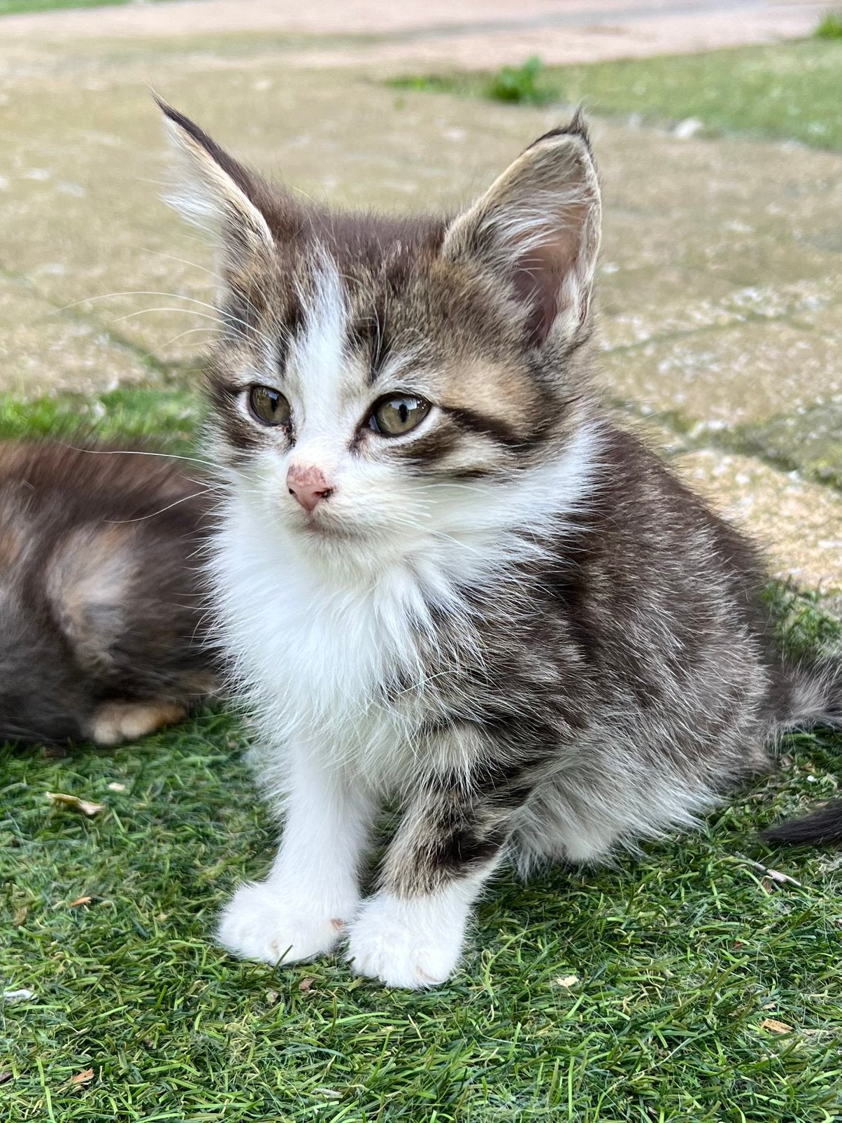Bijzondere mooie kruising Maine Coon/Britse korthaar kittens, Meerdere dieren