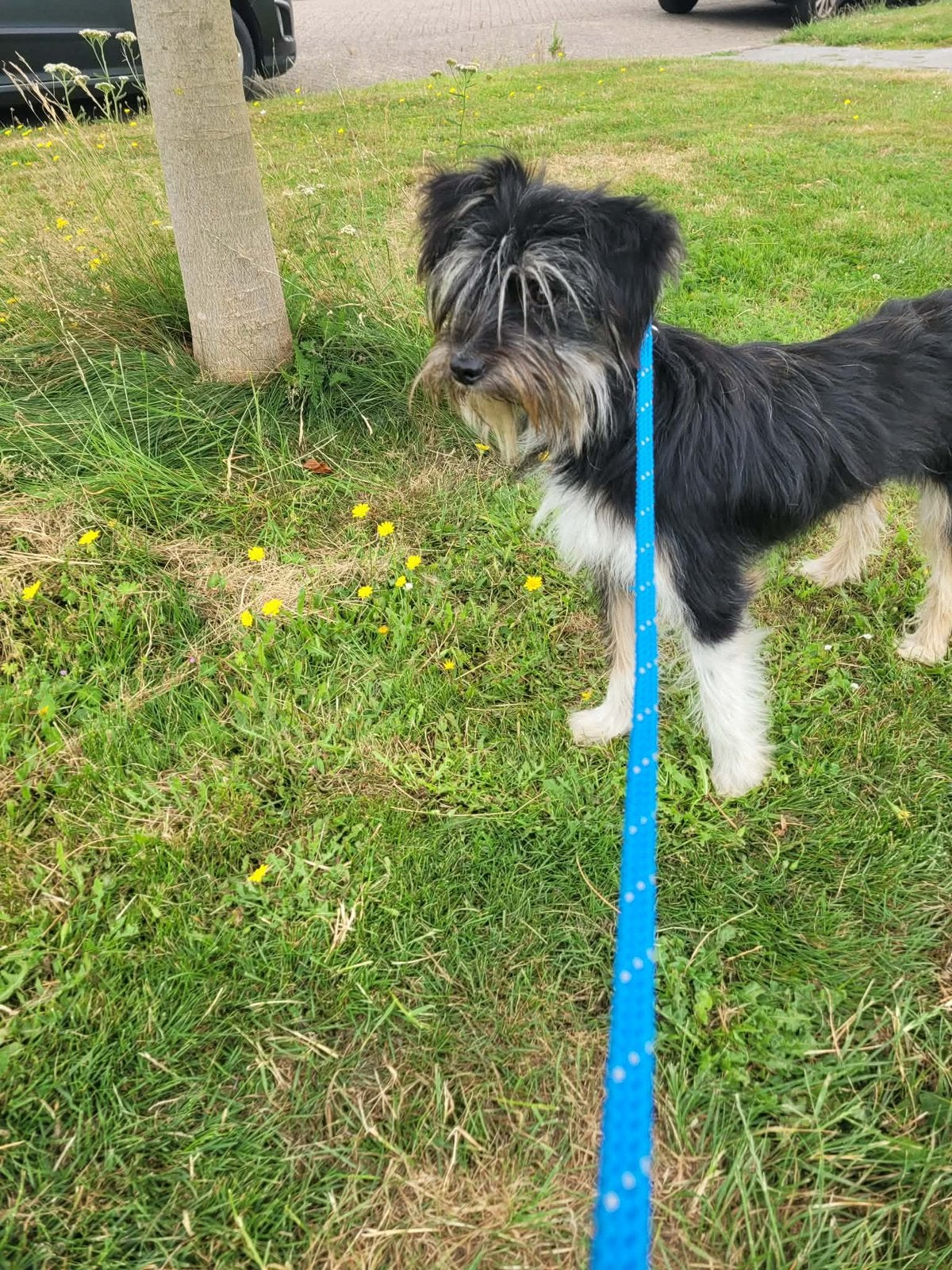 Niya, klein medium teefje gesteriliseerd 1,5 jaar, Dieren en Toebehoren, Honden | Niet-rashonden, Particulier, 1 tot 2 jaar, Buitenland