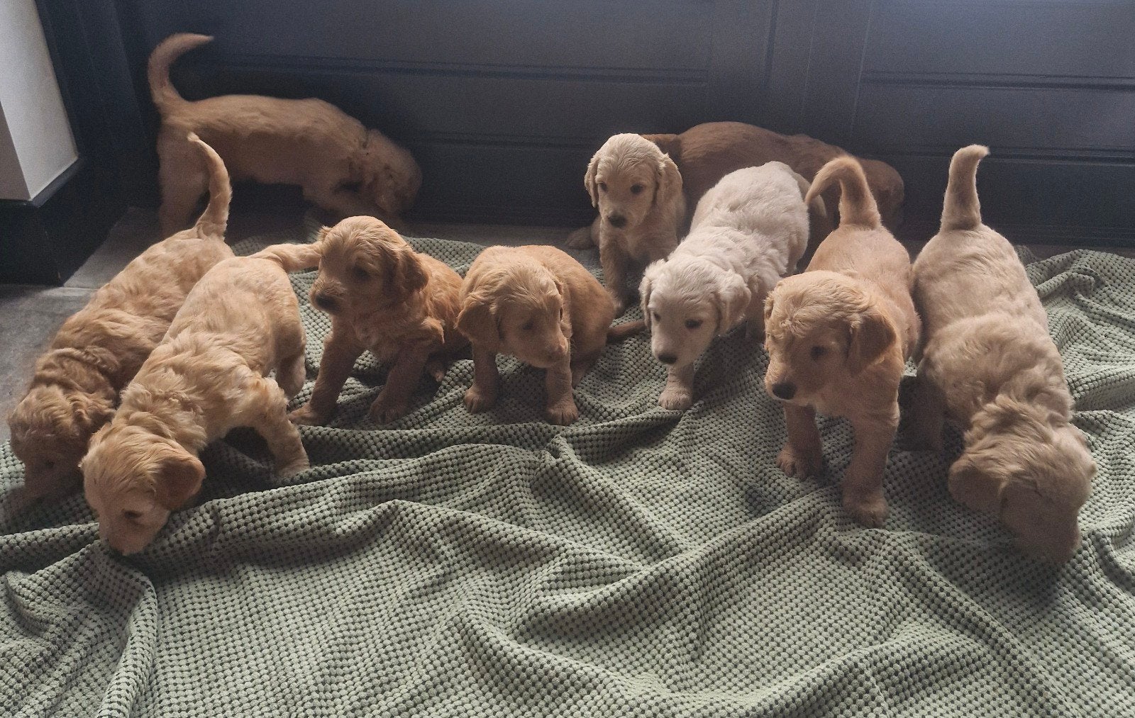 Prachtige labradoodle pups 🐶, Overige rassen, 8 tot 15 weken, Parvo, Meerdere