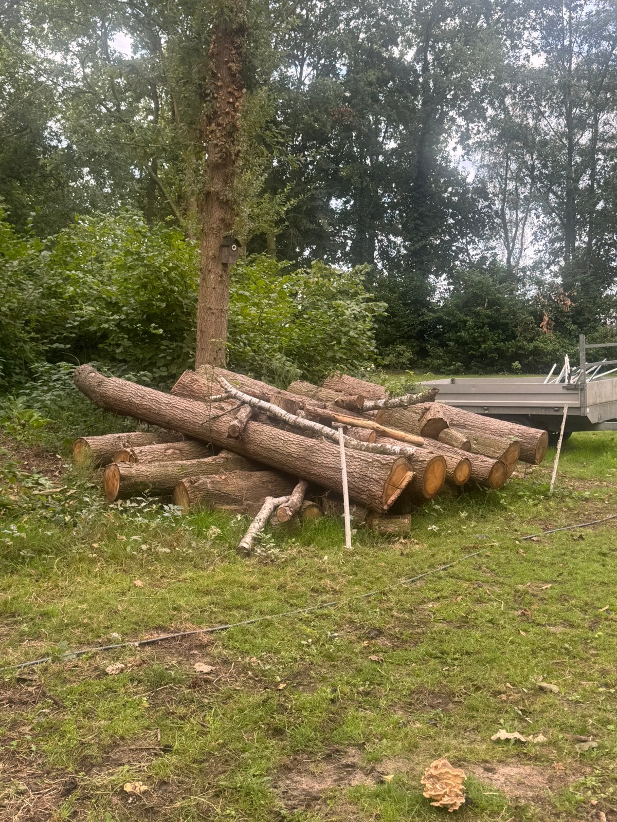 Stammen brandhout - Eikenhout, 3 tot 6 m³, Ophalen of Verzenden, Eikenhout, Stammen