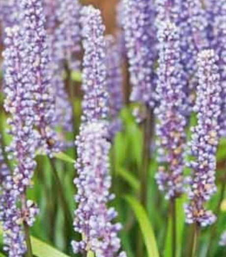Liriope Ingwersen P9 - Vaste plant voor schaduwrijke plekken, Bodembedekkers, Vaste plant, Ophalen of Verzenden, Volledige schaduw