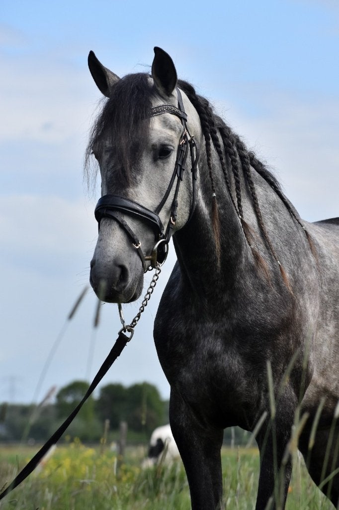 ## VRIENDELIJKE en zeer leuke grijze Andalusier ruin ##, Ruin, Dressuurpaard, 3 tot 6 jaar, Gechipt