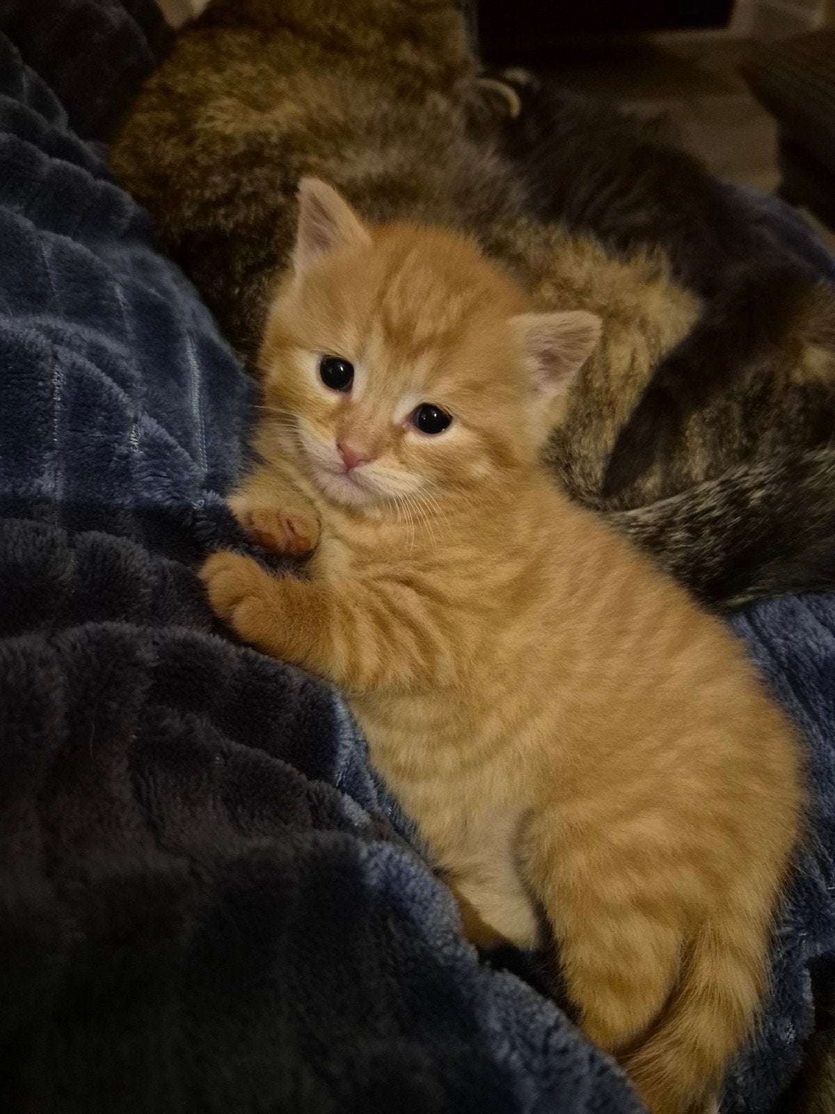 Prachtige kittens zoeken een nieuw huisje
