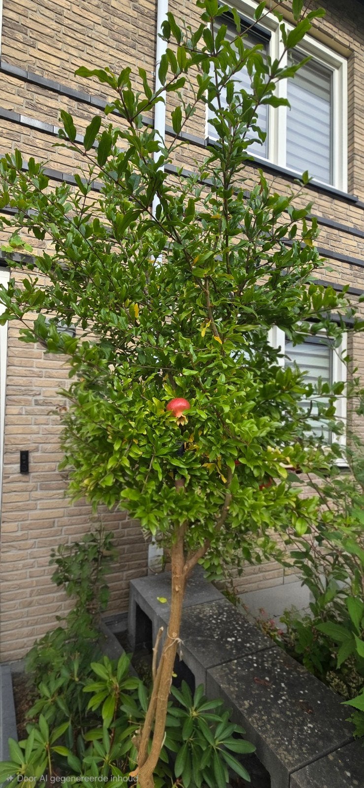 Winterharde Granaatappelboom, Ophalen, 100 tot 250 cm, Overige soorten, Lente