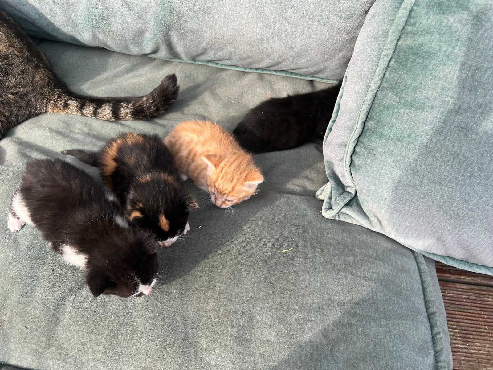 Kittens, Dieren en Toebehoren, Meerdere dieren, Kortharig, 0 tot 2 jaar
