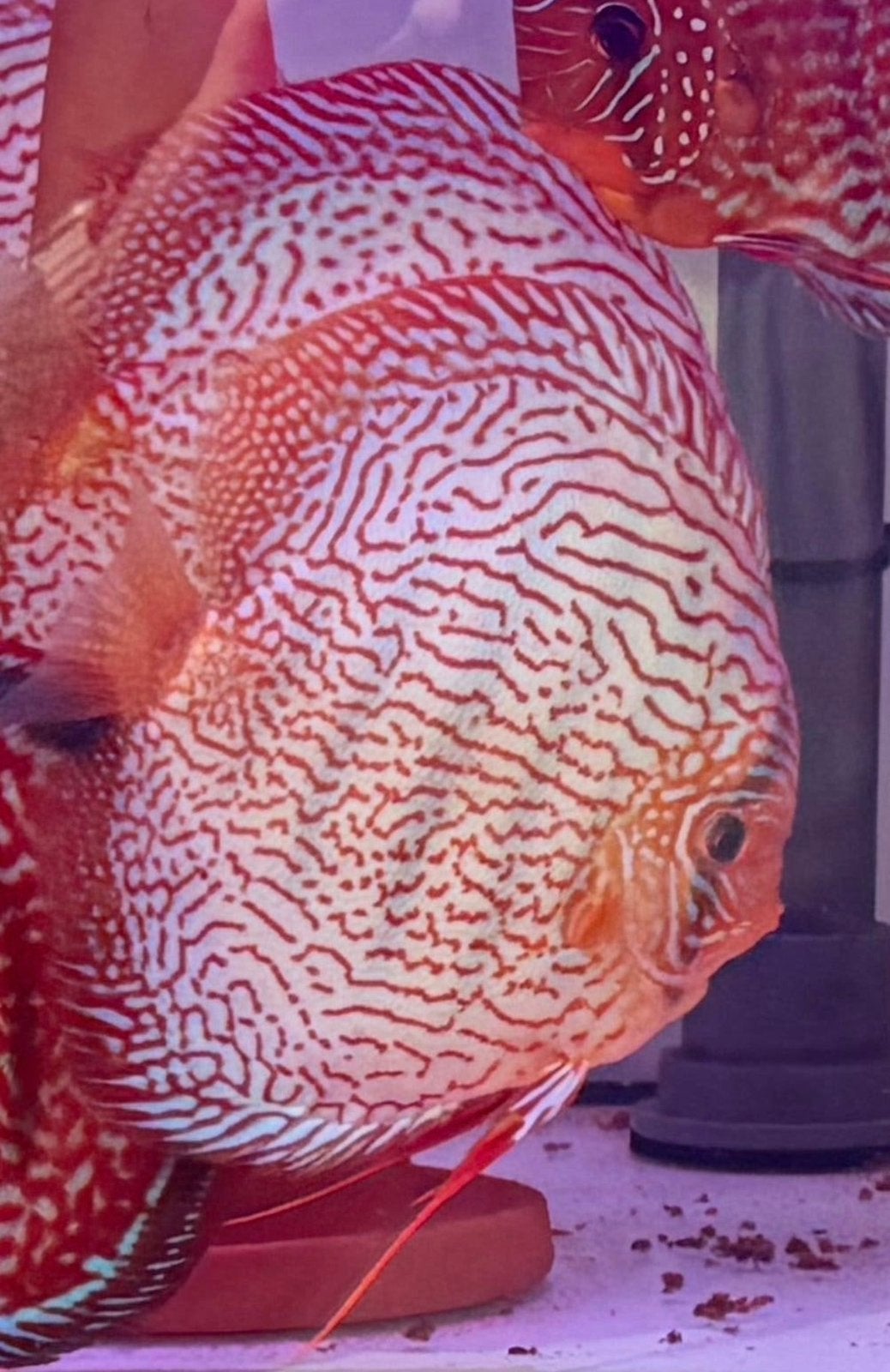 Jonge Weissflog discus vissen 6-12cm, Vis, Zoetwatervis, Schoolvis