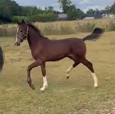 Tuigpaard hengstveulen, Met stamboom, Niet van toepassing, 0 tot 2 jaar, Hengst