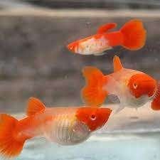 GUPPIES - VERMILJOENVIS, Vis, Zoetwatervis, Schoolvis
