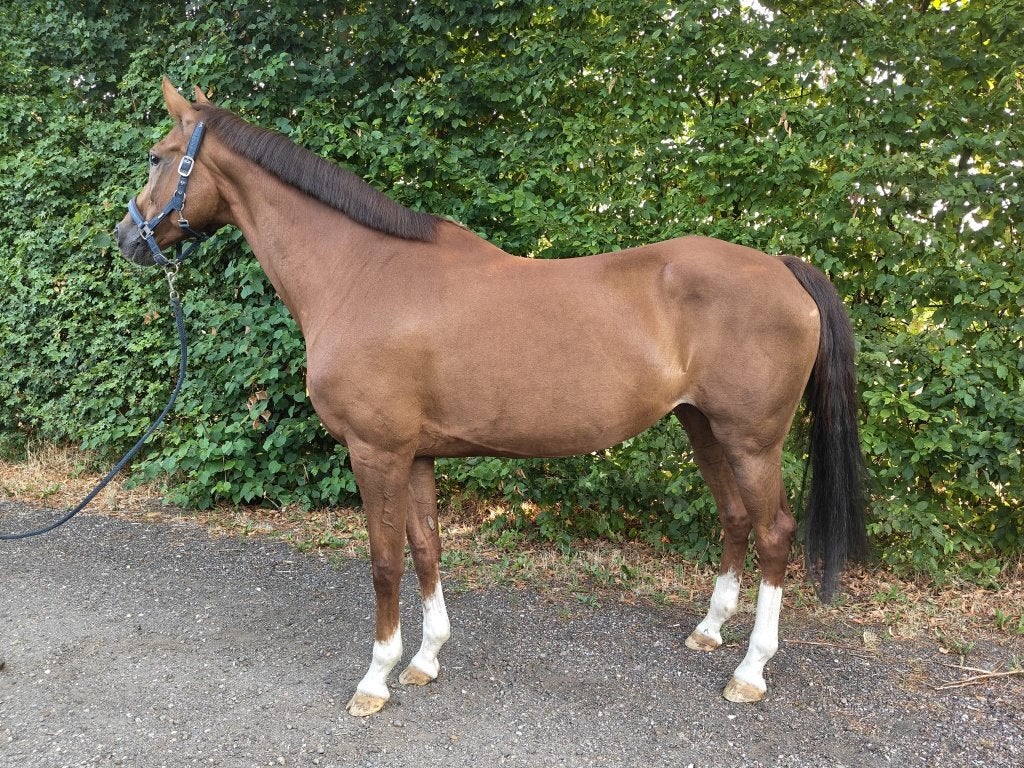 Fijne 15 jarige elite  fokmerrie ook een leuk rijpaard, Merrie, Met stamboom, Dressuurpaard, L