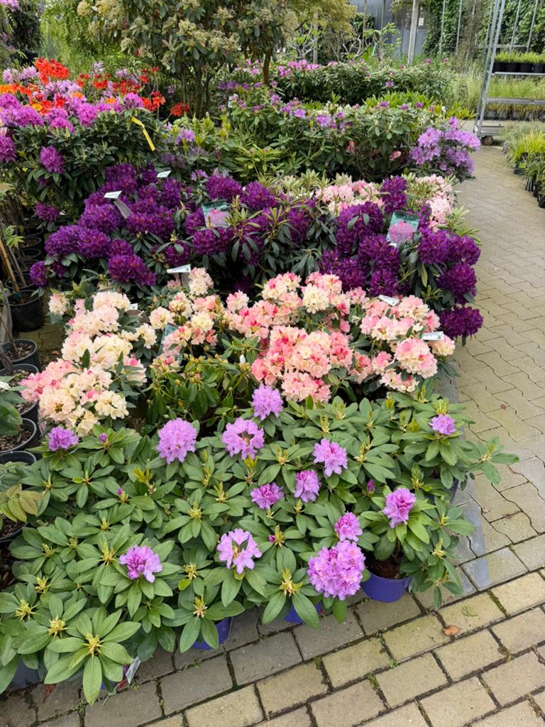 Rhododendrons in verschillende soorten en maten, Tuin en Terras, Planten | Struiken en Hagen, Ophalen, Rhododendron, Struik, Minder dan 100 cm