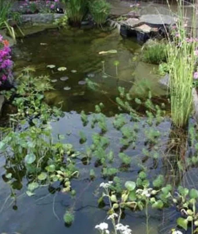 Vijverplanten, Ophalen, Gebruikt, Overige typen