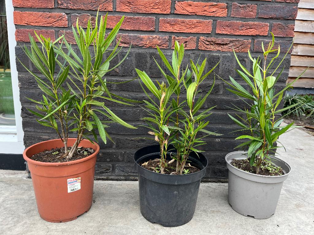 Oleander, Ophalen, Vaste plant, Overige soorten, Volle zon