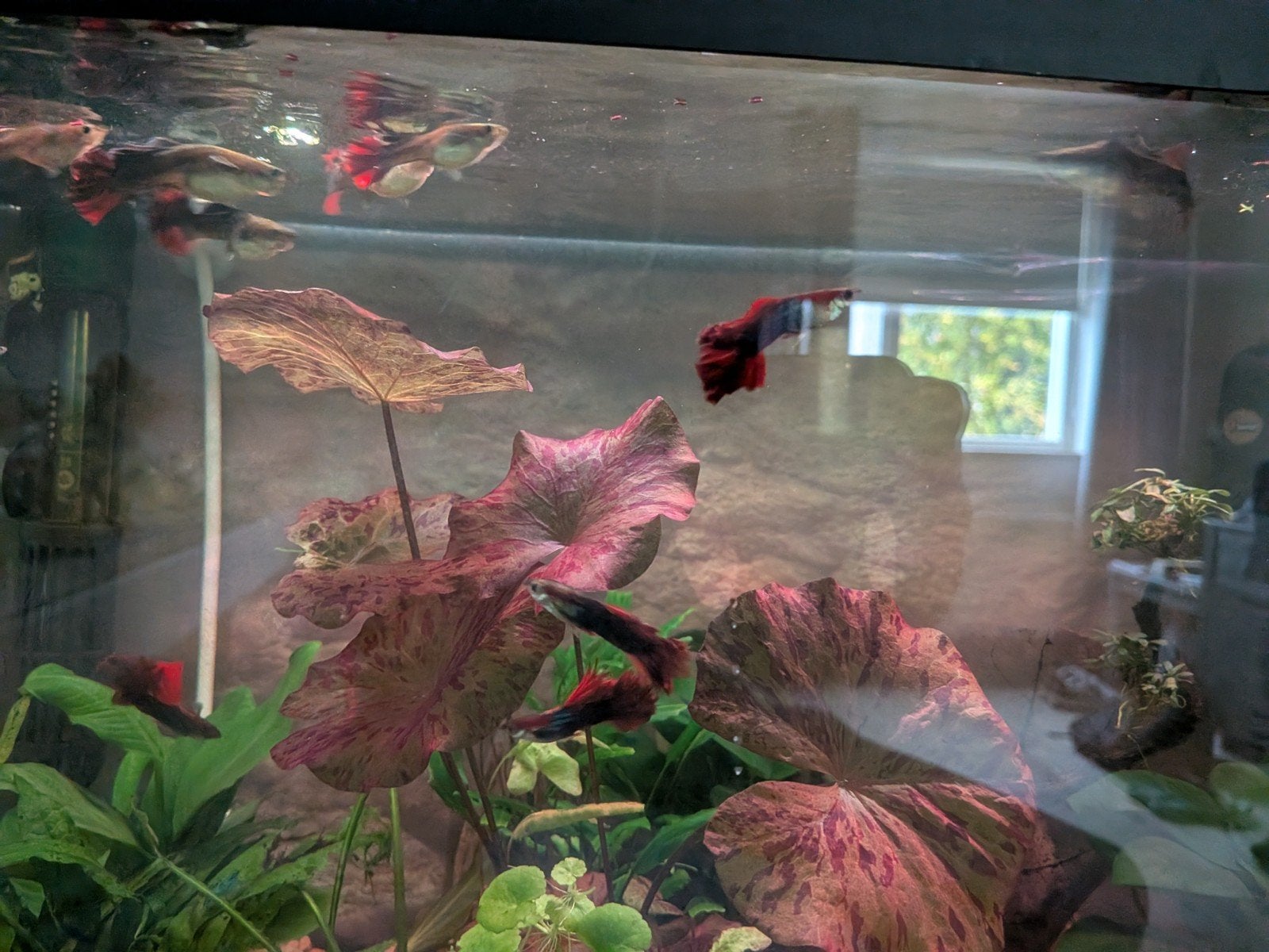 kweek groep half black red rose guppies, Vis, Zoetwatervis