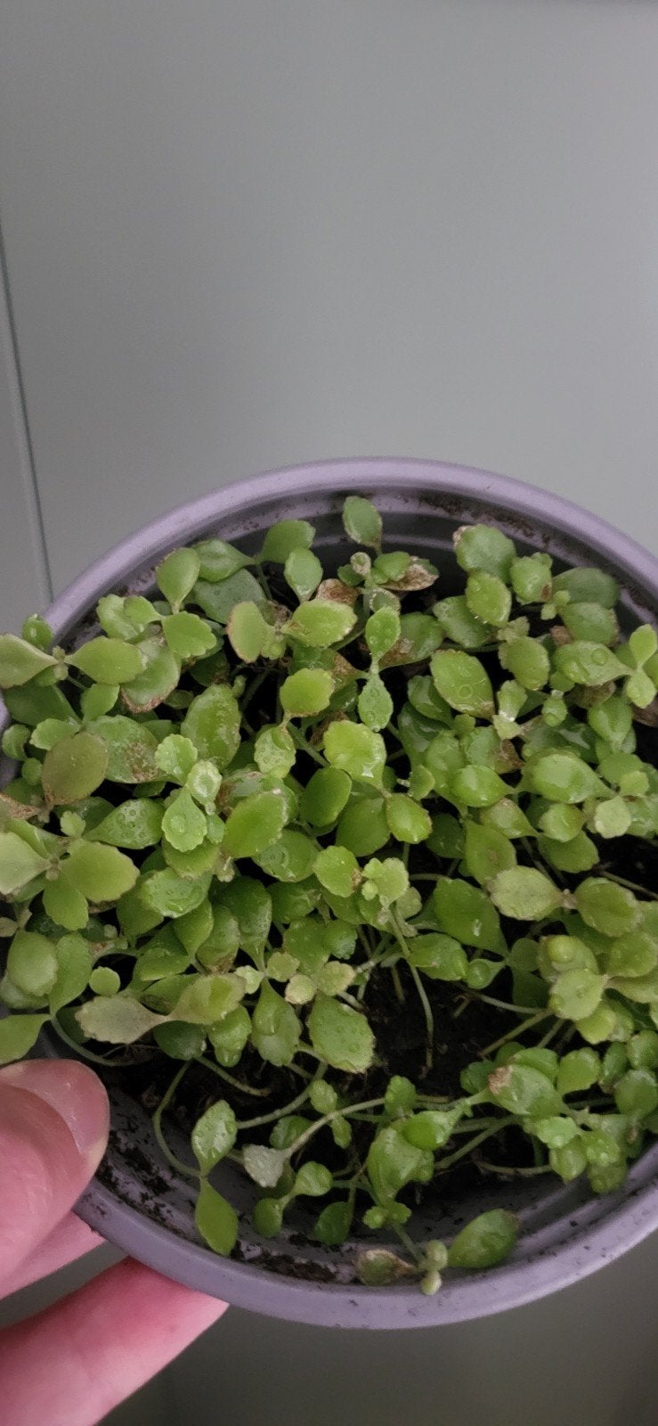 Jonge plantjes Mother of thousands, Huis en Inrichting, Kamerplanten, Ophalen, Halfschaduw, Minder dan 100 cm