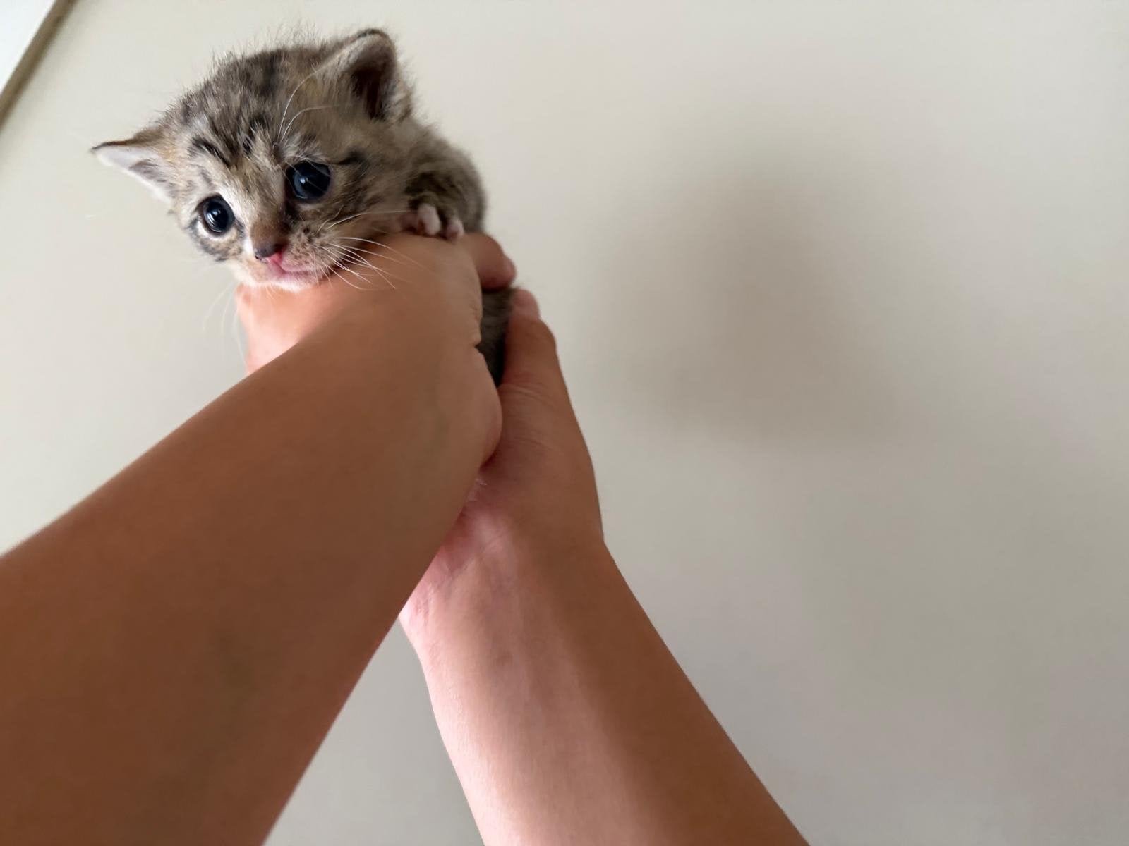 Kittens