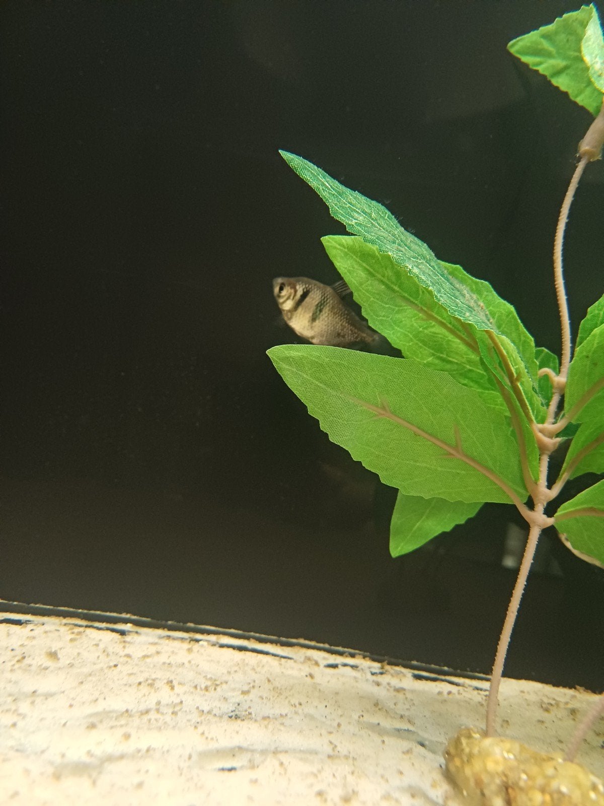 Mooie zwarte tetra, Dieren en Toebehoren, Mannelijk