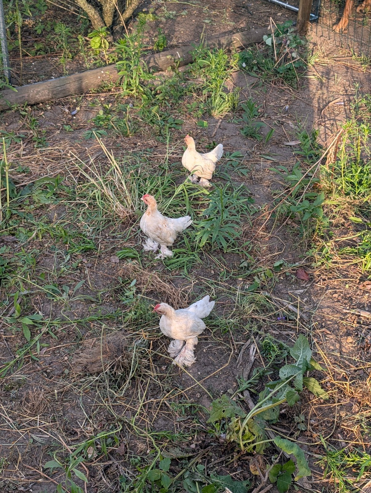 5 sabelpootkriel haantjes oker-wit, Mannelijk, Kip